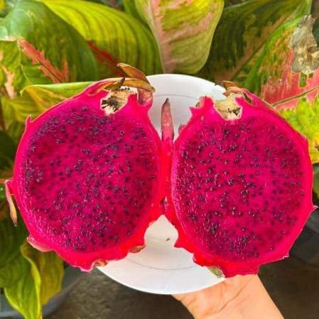 Dragon Fruit L.A. Woman - Hylocereus undatus - 10 Seed Pack