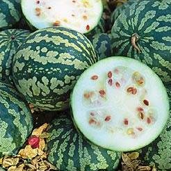 Citrullus lanatus ssp. lanatus var. citroides - Citron Melon, Makataan - 5 Seed Pack