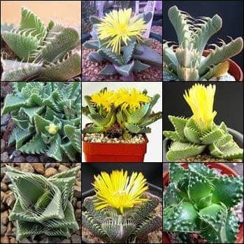 Faucaria Mixed Species - Tiger`s Jaw - 10+ Seed Pack